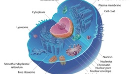 Timeline: The Cell Theory