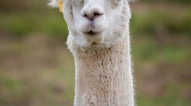 Timeline: 10 year plan