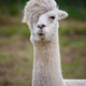 Alpaca