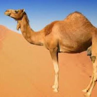 Timeline: Egyptian Timeline