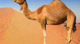 Timeline: Egyptian Timeline