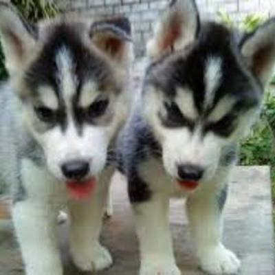 Timeline: Generacion de las computadoras