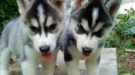 Timeline: Generacion de las computadoras