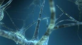 Timeline: TEORIA CELULAR