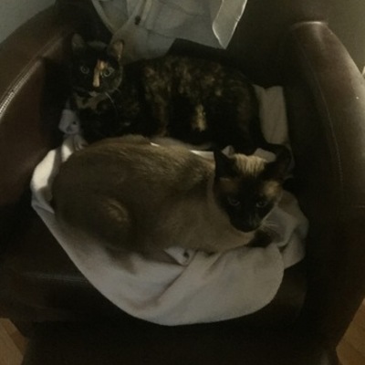 Timeline: Literacy Timeline