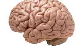 Timeline: Historia de la relación mente-cerebro