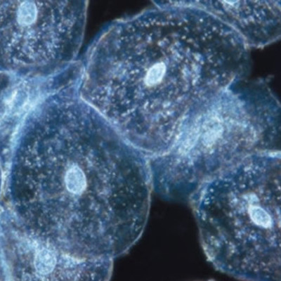 Timeline: La Historia De La célula