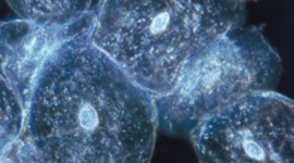 Timeline: La Historia De La célula