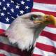 552923 bald eagle and american flag 1