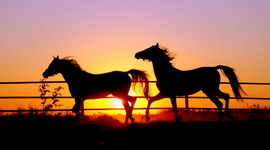 Timeline: Timeline 2015-2016” “United States History Class