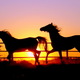 Animal wallpapers horse running sunset wallpaper 33737