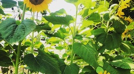 Timeline: Timeline of Alexis Lewis