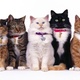 Group of cats widescreen wallpaper 91080.jpeg