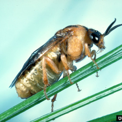 Timeline: Loblolly Pine Sawfly