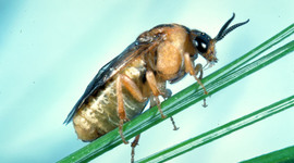 Timeline: Loblolly Pine Sawfly