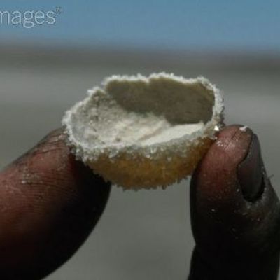 Timeline: A'wee Chi'deedloh ("The Baby Laughed") ceremony