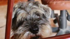 Timeline: BIOGRAFÍA DE XÓCHITL