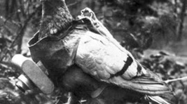 Timeline: Photography 1909 - 1916 project