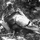 Wwi pigeon with camera