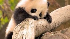 Timeline: Mi Vida con la de la Guinea Ecuatorial