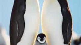 Timeline: Antarctica