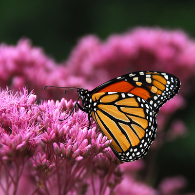 Timeline: Life of a Monarch Butterfly