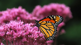 Timeline: Life of a Monarch Butterfly