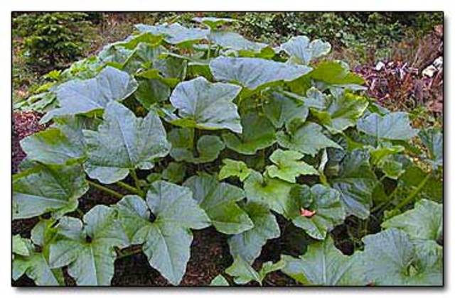 Pumpkin Life Cycle timeline | Timetoast timelines