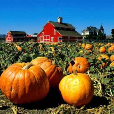 Timeline: Pumpkin Life Cycle