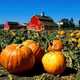 Pumpkin patch1