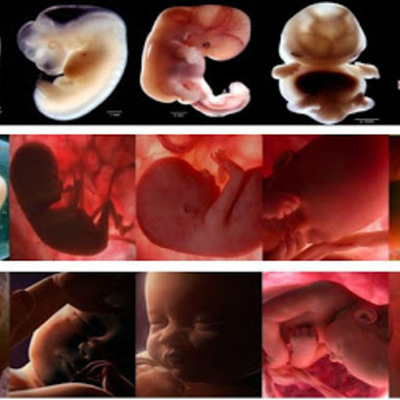 Timeline: Desarrollo Prenatal