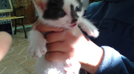 Timeline: LA VIDA DE OSCAR