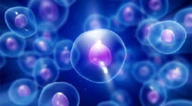 Timeline: Cell Theory Timeline