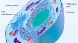 Timeline: Cell Theory