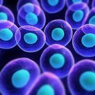 Timeline: Cell Theory