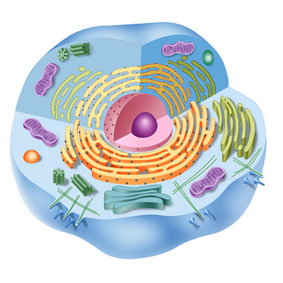 Timeline: TEORIA CEL·LULAR