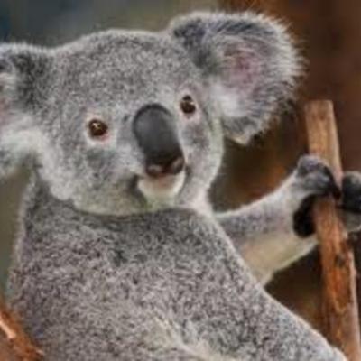 Timeline: Goal Setting