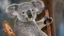 Timeline: Goal Setting