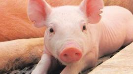Timeline: LA HISTORIA DE LA CRIANZA DEL CERDO