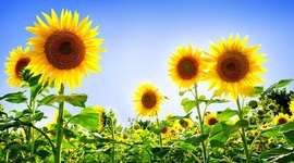Timeline: How A Sunflower Grows