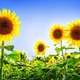 Gorgeous sunflowers wide