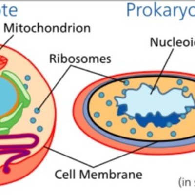 Timeline: Lauren Stahl and Mason Spruill Cell Theory Timeline