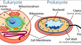Timeline: Lauren Stahl and Mason Spruill Cell Theory Timeline