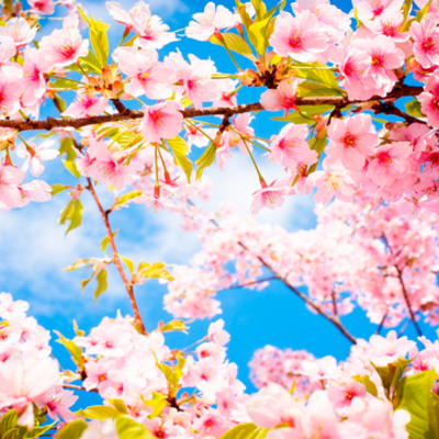 Timeline: my mother live