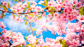 Timeline: my mother live