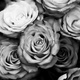 Roses black and white 00436249