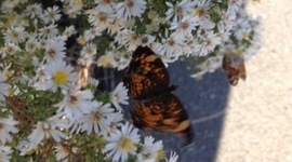 Timeline: Battles in the Civil