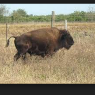 Timeline: TEXAS HISTORY Thomas Duffy