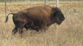 Timeline: TEXAS HISTORY Thomas Duffy