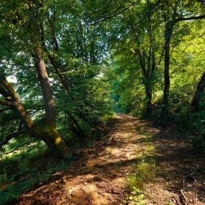 Timeline: Feria Ambiental